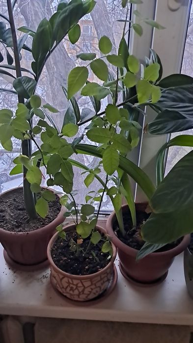 Продам цветы от 2000тенге