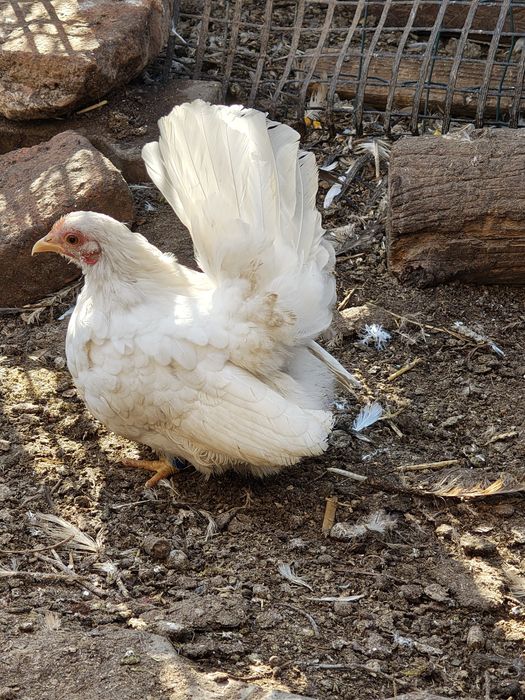 Vând găinuțe chabo