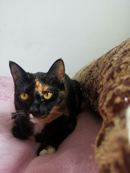 Кошку в добрые руки