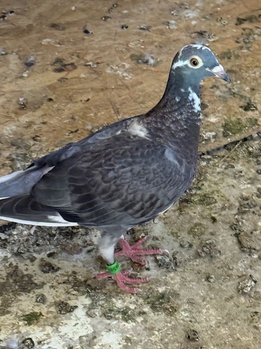 Porumbei voiajori