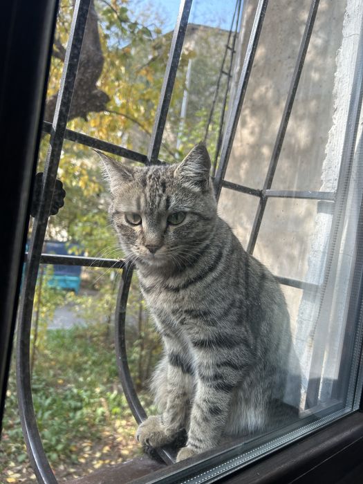 Отдам кошку в добрые руки