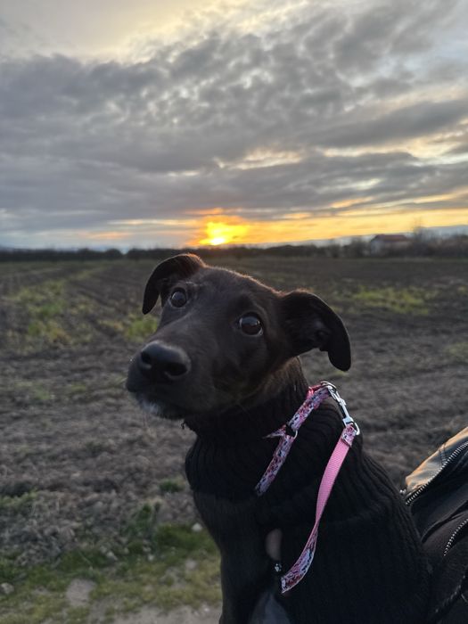 Женско кученце за осиновяване