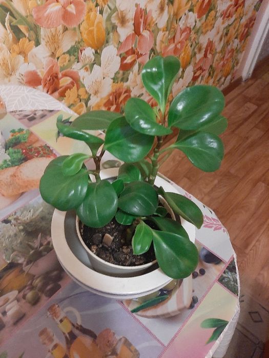 Продам комнатные растения