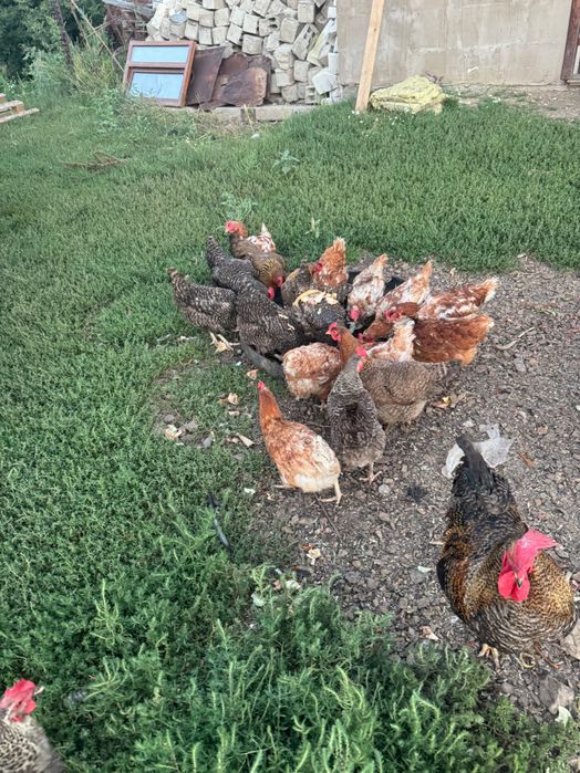 Продам домашних курей