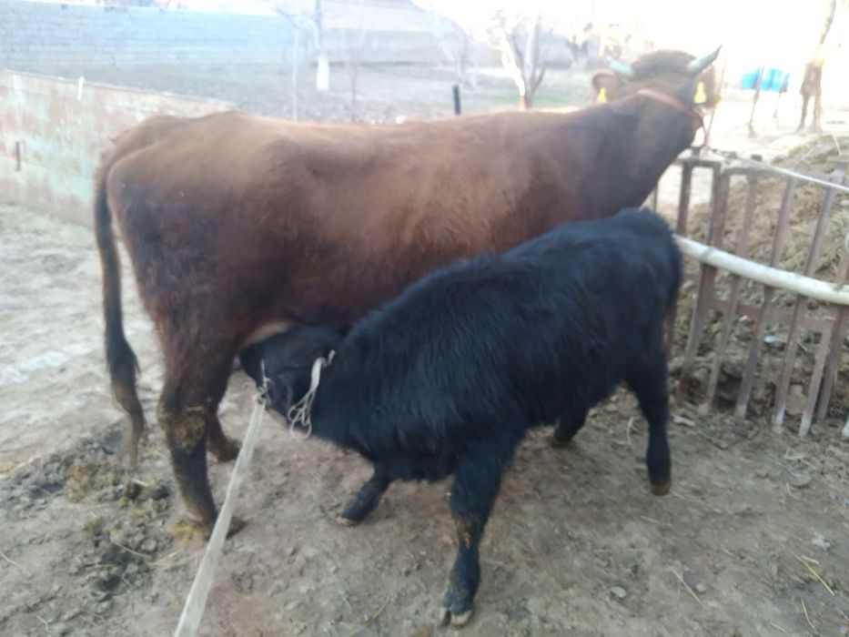 Ona bola sigir sotiladi