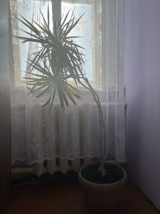 Цветок Драцена окаймленная