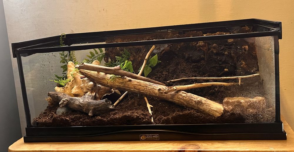 Vand tarantula Ceratogyrus Darlingi + terariu