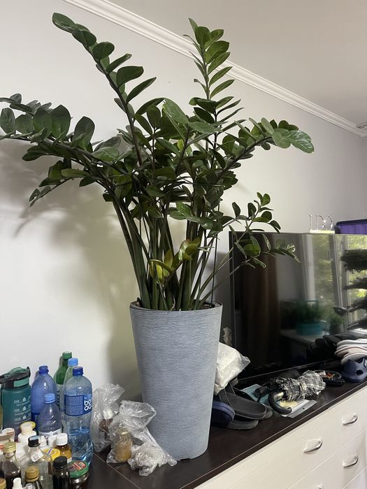 Замиокулькас (денежное/долларовое дерево)