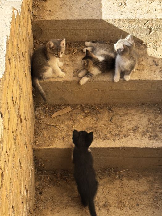 Отдам котят 2х месячных