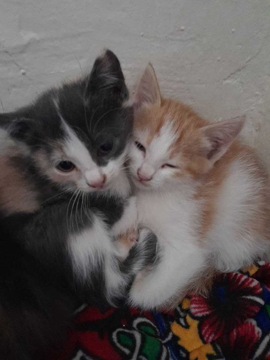 Mushuklar yaxshi oilalara bariladi. Oqilli pishikla