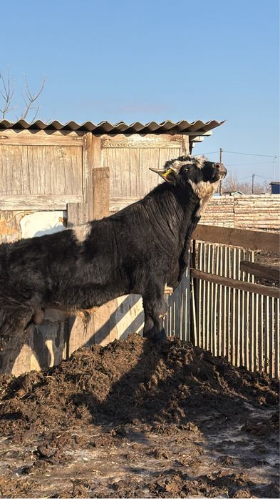 Продам годовалого бычка