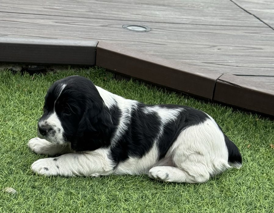 Продам щенка русский спаниель девочка 9 марта родилась .