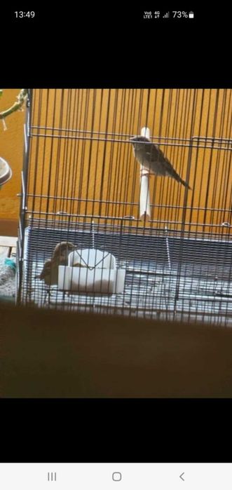 Plasa verticala anti pasari 3m x 6m