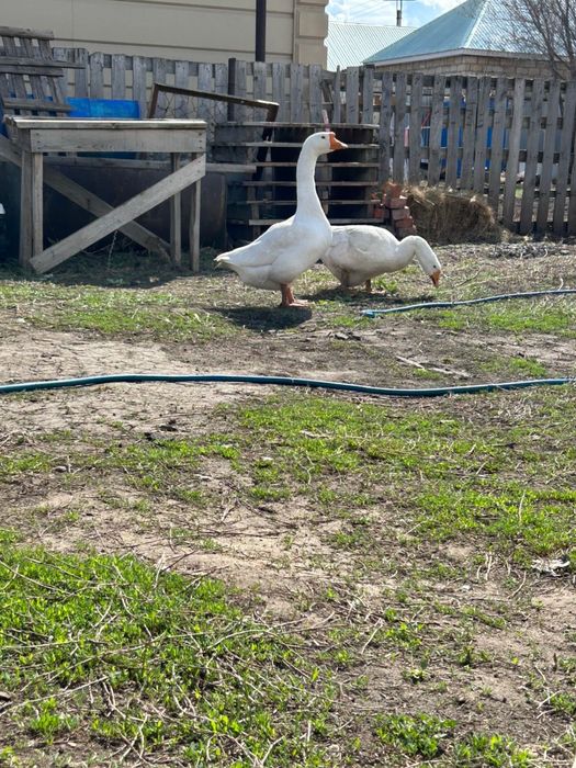 Қаз сатылады 1 Аталық 1 Аналық