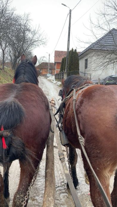 Vand doi manji de doi ani