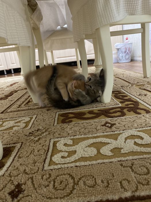 Котята милашки в добрые руки