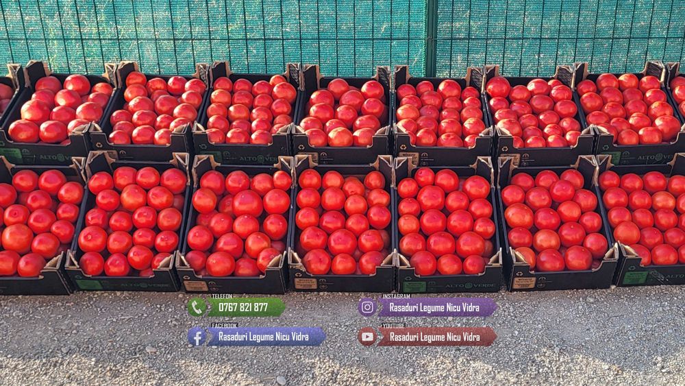 Rasad rosii castraveti ardei vinete alte rasaduri legume de vanzare