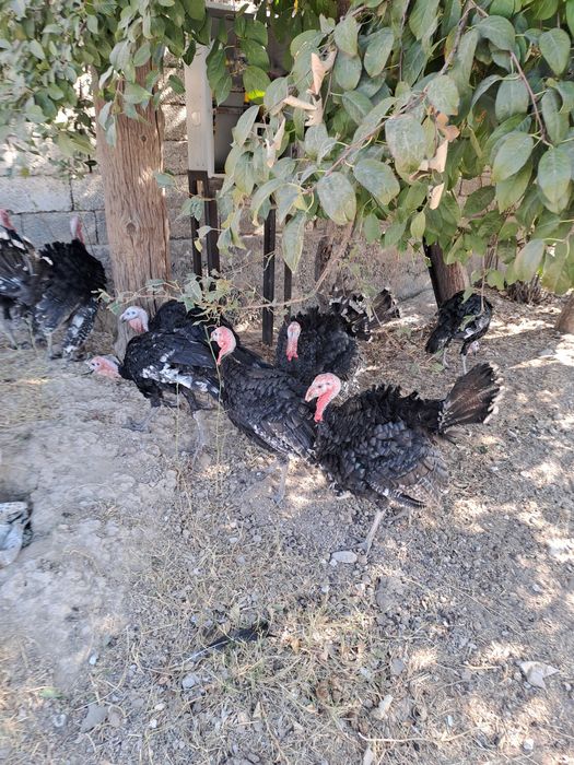 Индюки молодые 7 месяцев