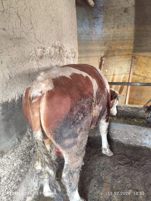 Buqa sotiladi smental