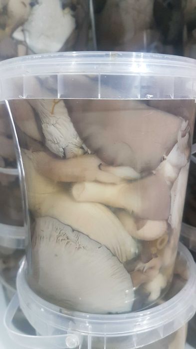 Грибы вешенки  маринованные