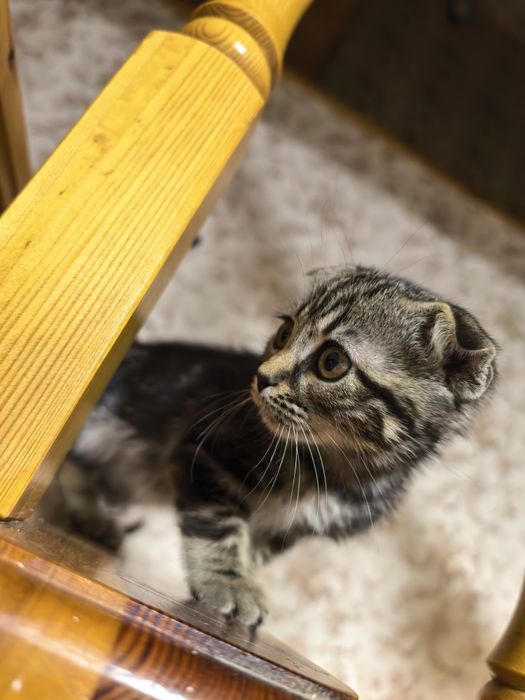 Девочка вислоушка