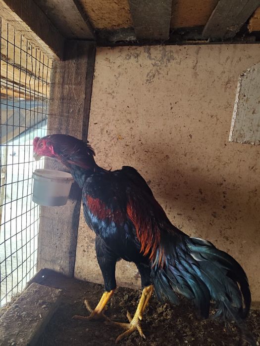 Дакан шөже дакан