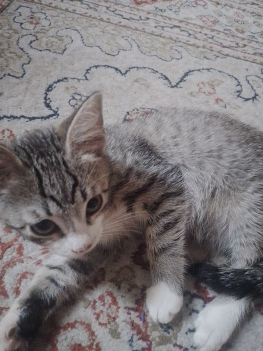 Отдам котят в добрые руки