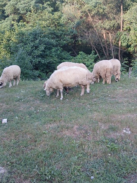 Vând șase noatine
