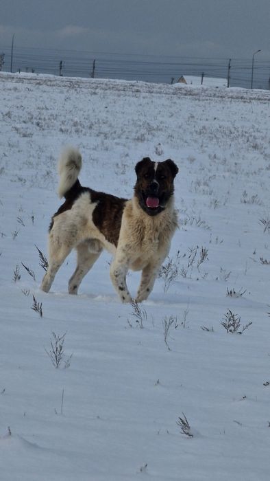 Молодой боец линия есть