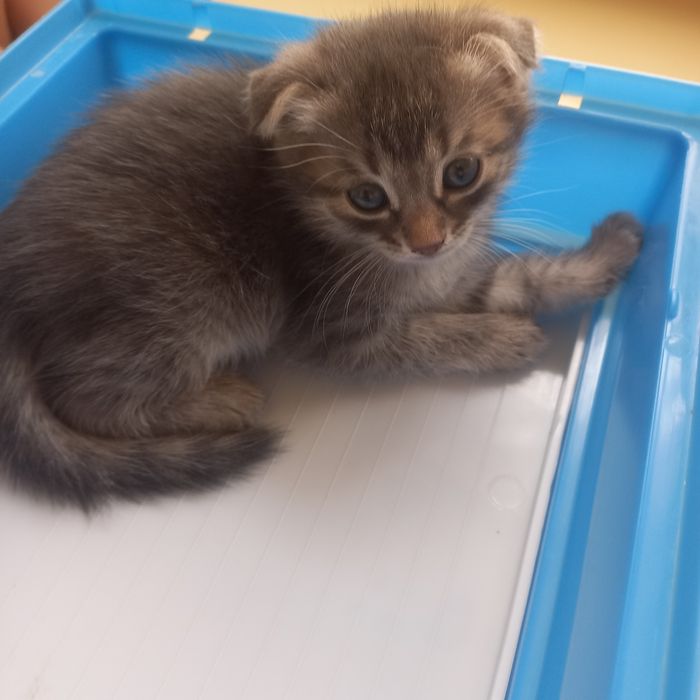 Вислоухая девочка 1 ,5 месяц