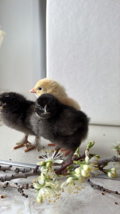 Цыплята суточные домашние