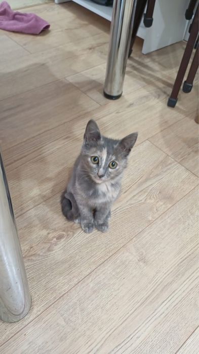 Отдам котенка в добрый руки