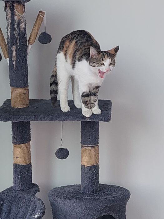 Котенок девочка трехцветная Ташкент