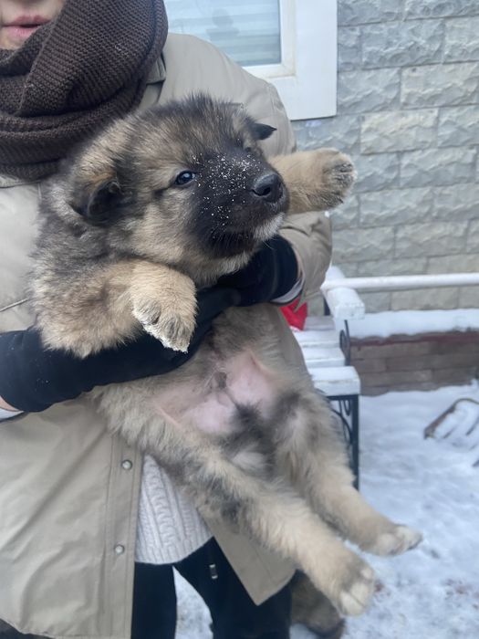 Животные даром . В добрые руки .