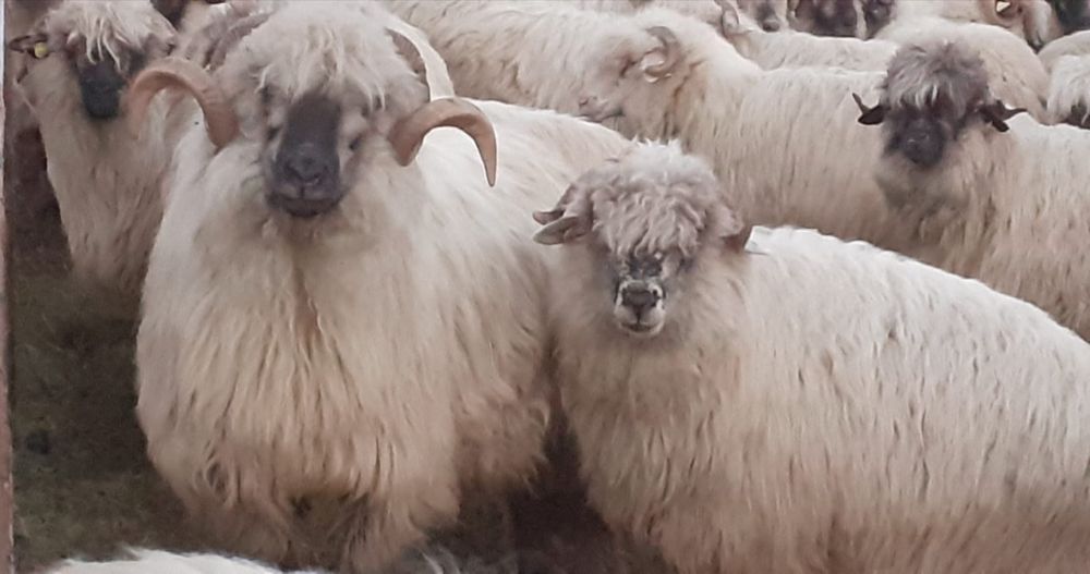 Vând oi țurcane cu origine, grase și bune de lapte