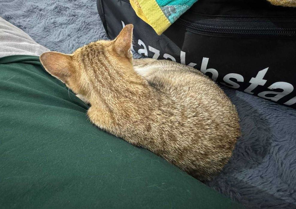Молодая кошечка ищет дом