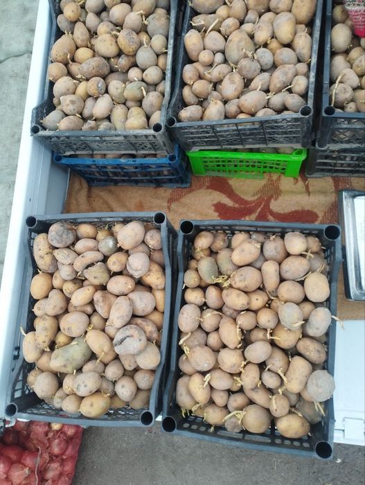 Kartoshka urug sotiladi