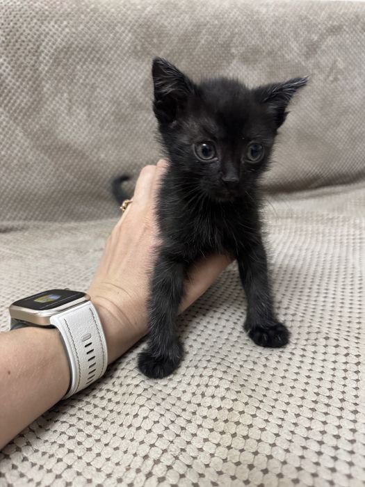 Котята 2 месяца. Домашние