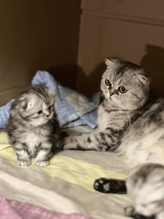 Вислоухие котята