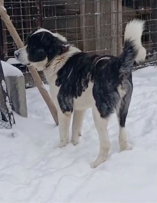 Продам кобеля сао. Тяжелый вес