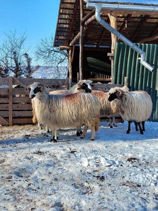 5 miori la prima fatare pentru pretentiosi