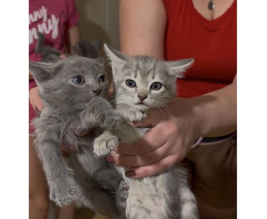 отдам котят в хорошие руки