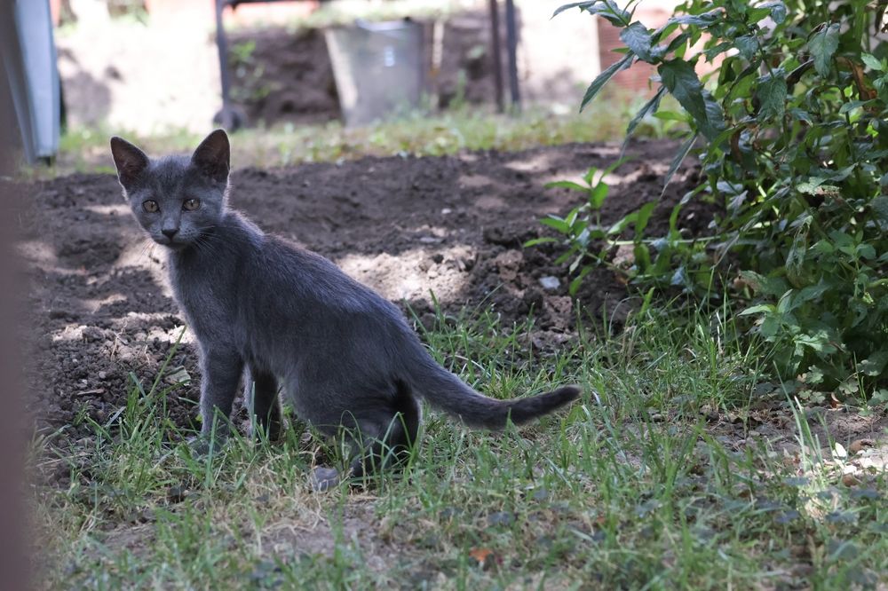 În Bârlad, spre adopție pui de pisică