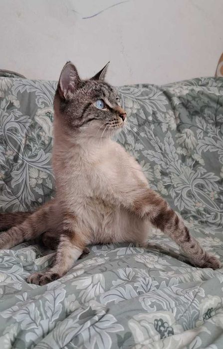 Ласковый котик ищет дом