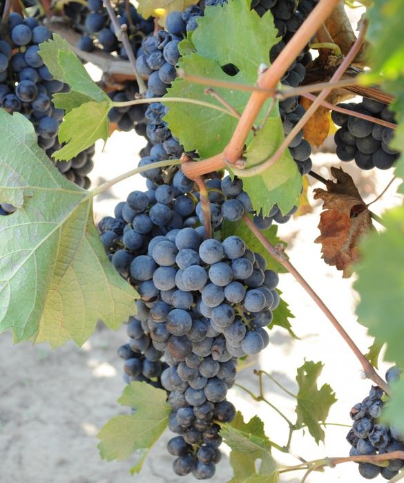 Vând strugurii de vin albe/negre