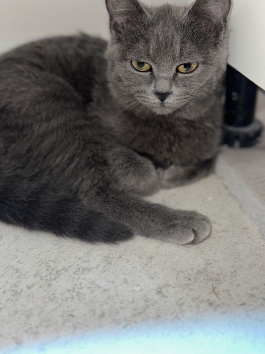 Кошка 6-7 месяцов