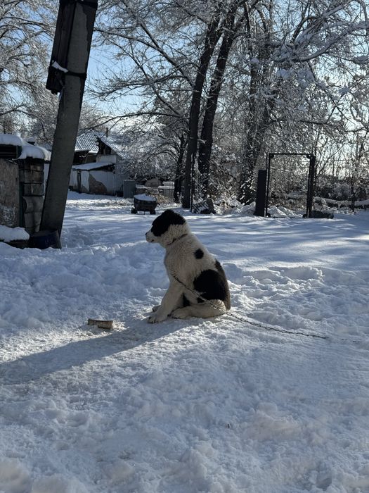 Супер тяж Алабай