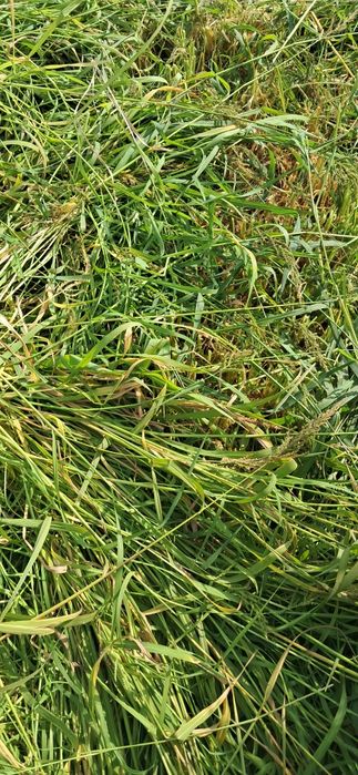 Сиырға жылқыға шөп сатамыз