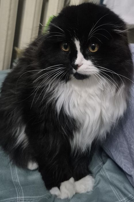 Кошка.          .