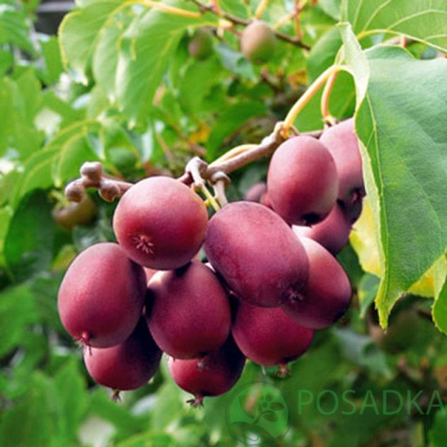 Киви 'Ken's Red' (Червено киви)